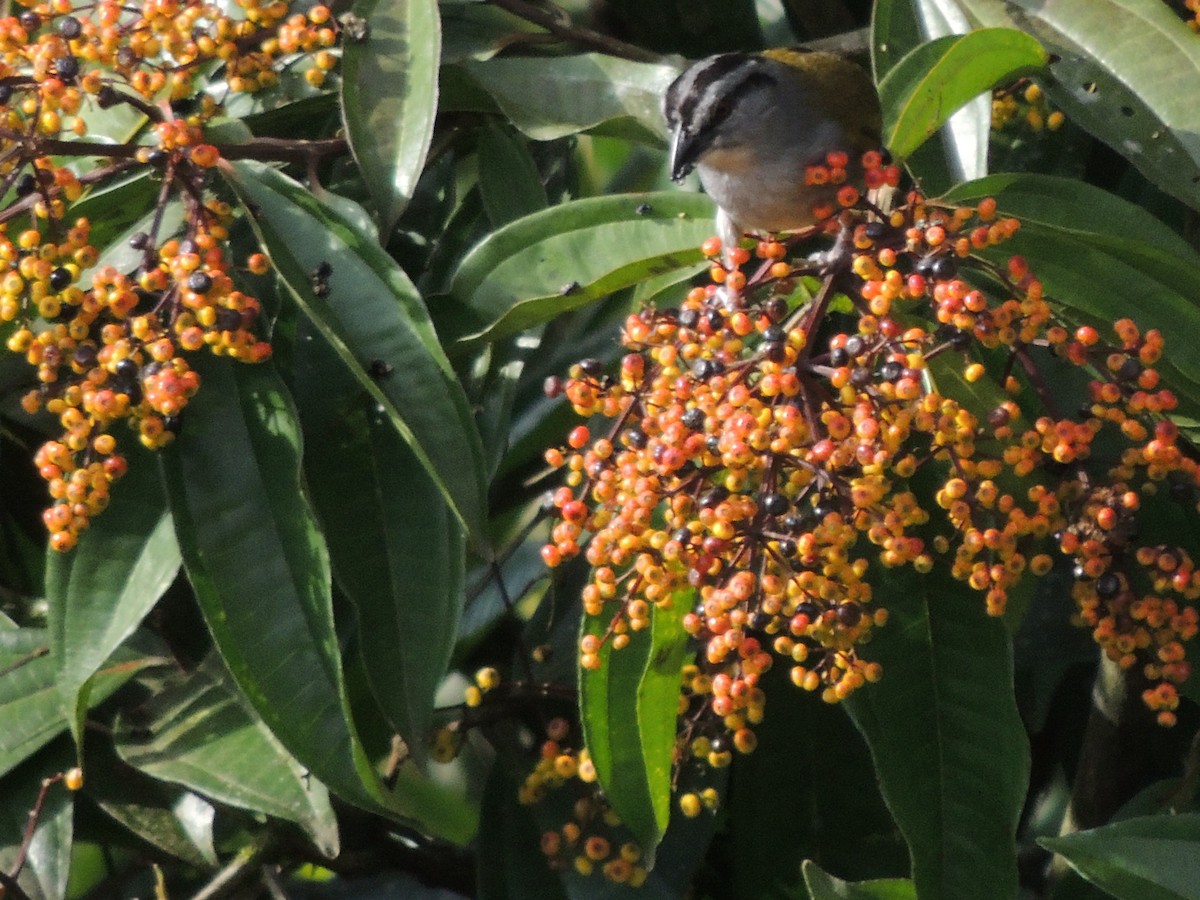 Black-striped Sparrow - ML619584087