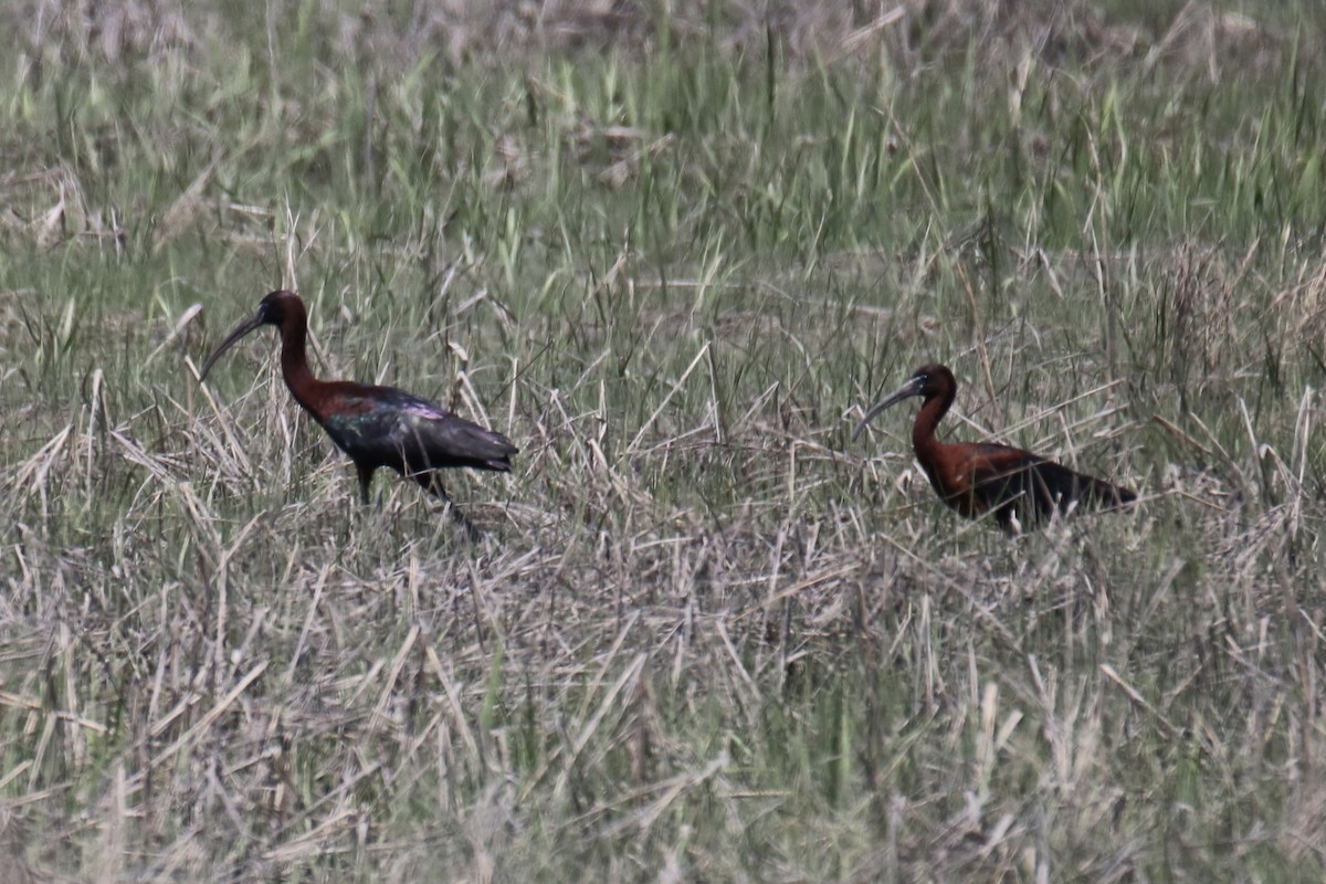 Glossy Ibis - Kelly Krechmer