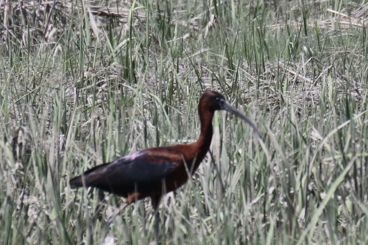 Glossy Ibis - Kelly Krechmer