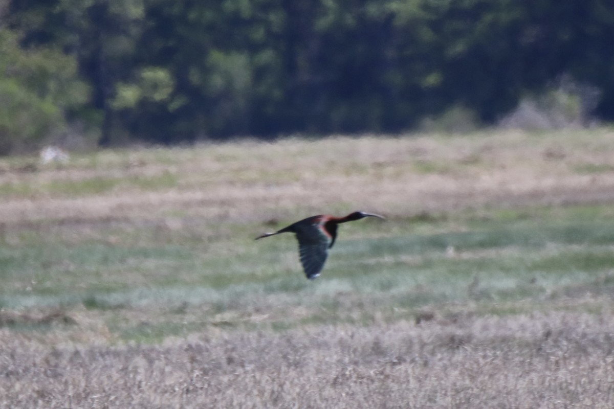 Glossy Ibis - Kelly Krechmer