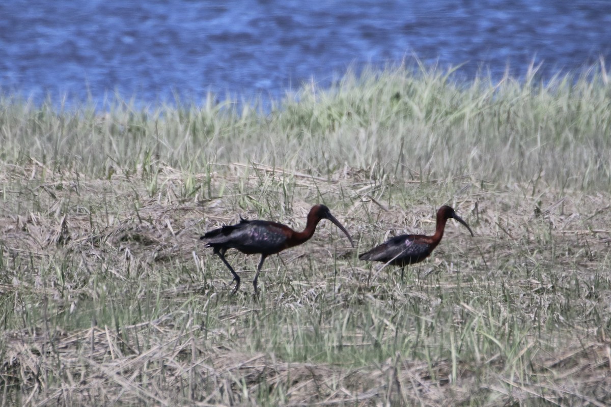 Glossy Ibis - Kelly Krechmer