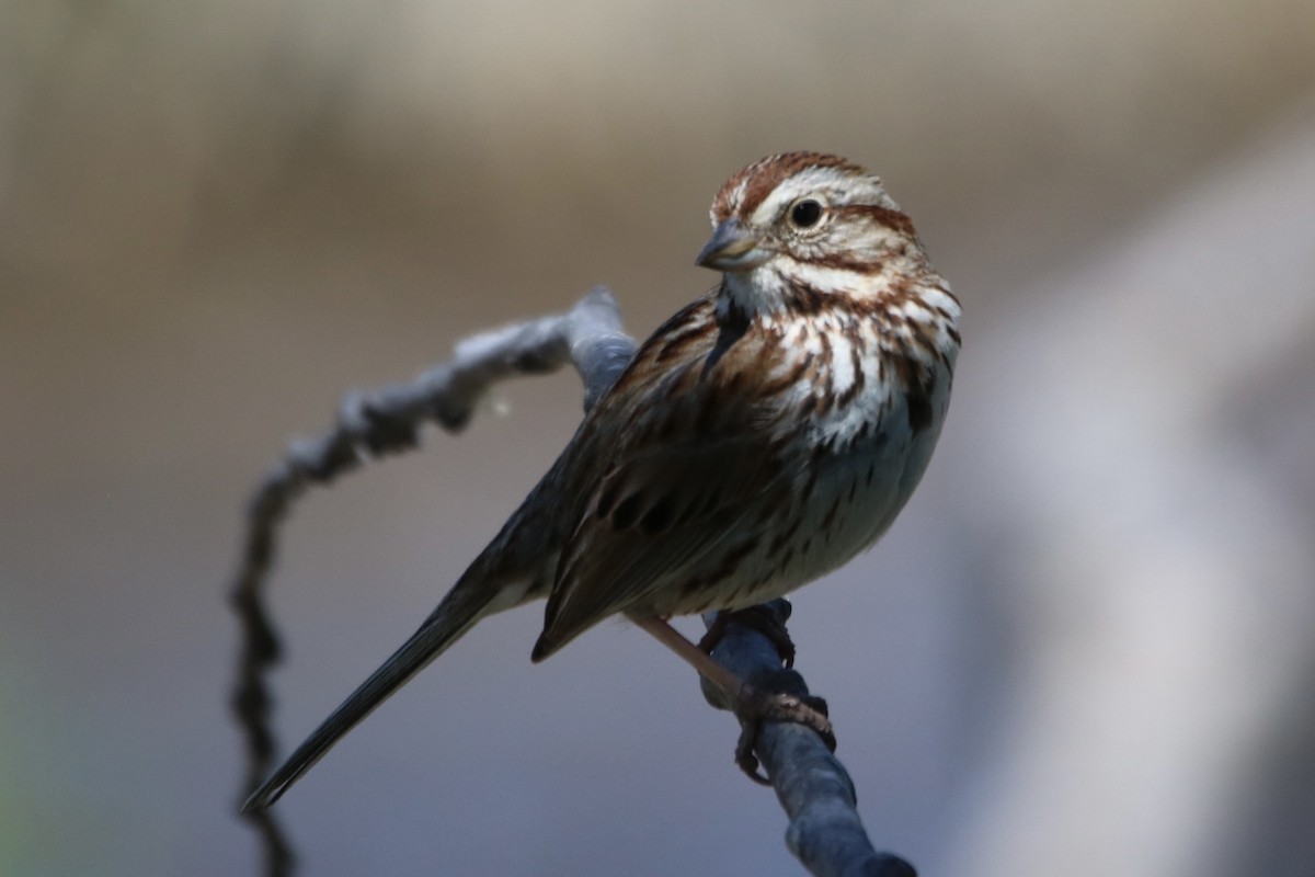 Song Sparrow - Kelly Krechmer