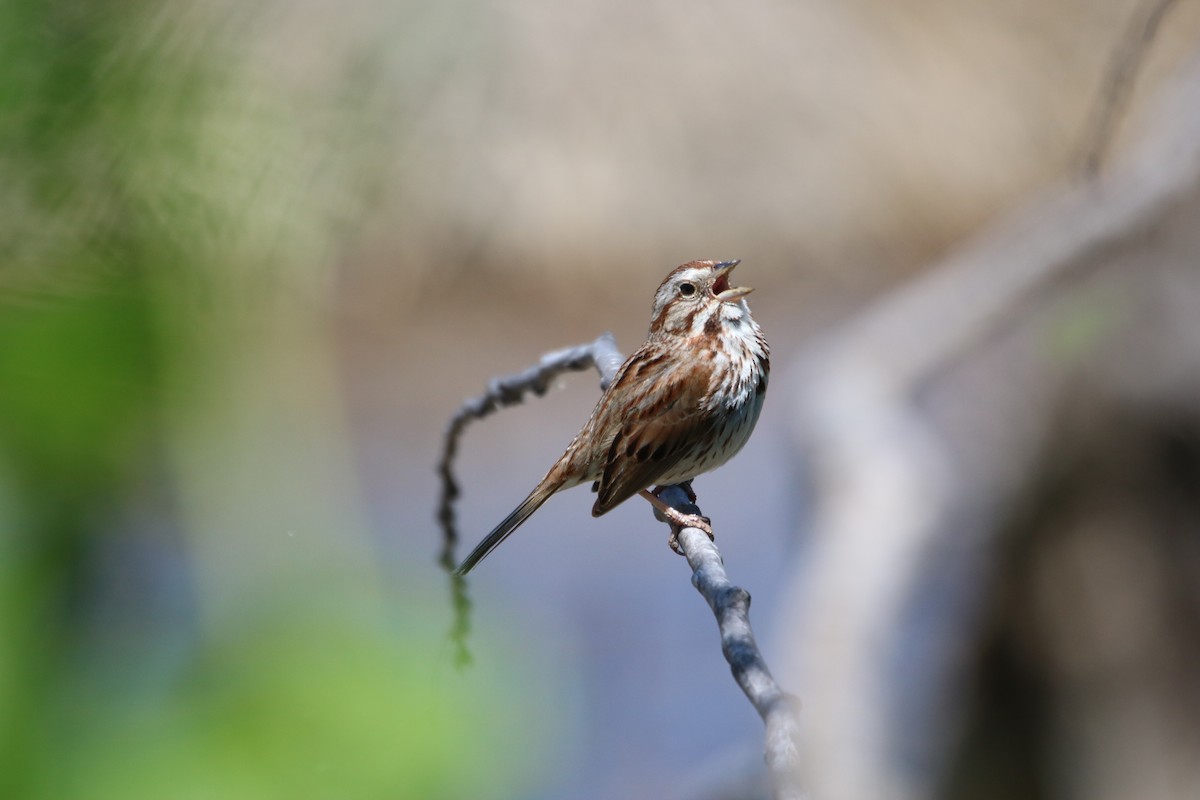 Song Sparrow - Kelly Krechmer