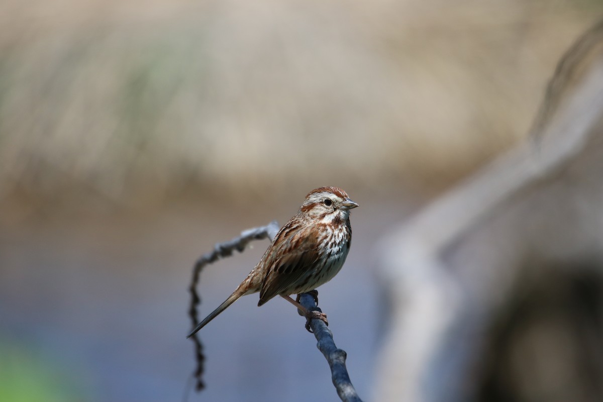 Song Sparrow - Kelly Krechmer