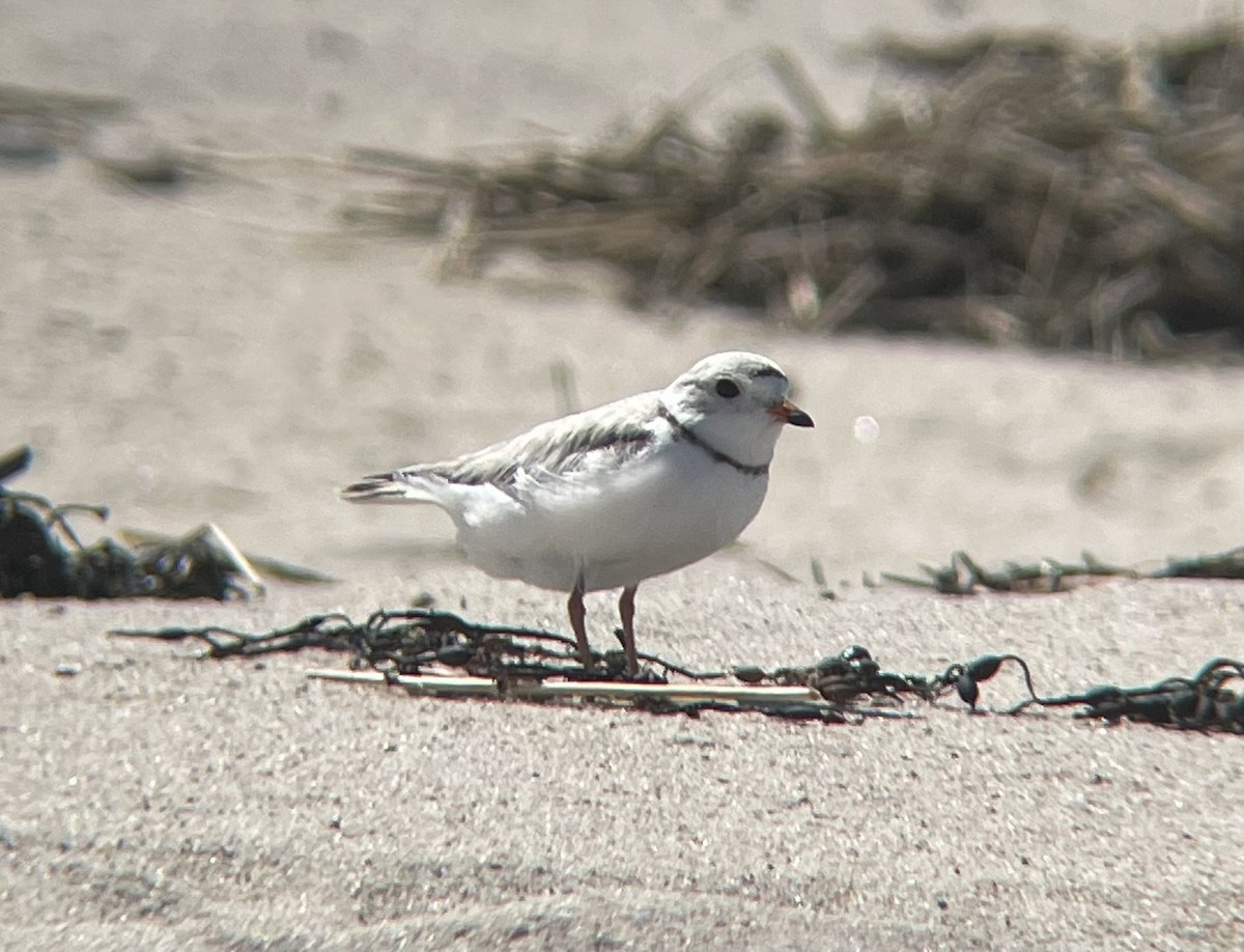 Piping Plover - Nate Graham