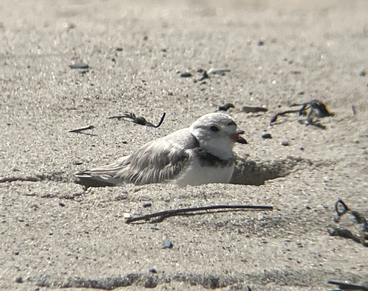 Piping Plover - Nate Graham