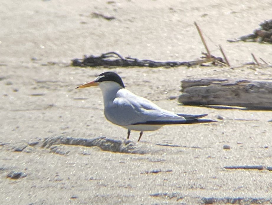 Least Tern - Nate Graham