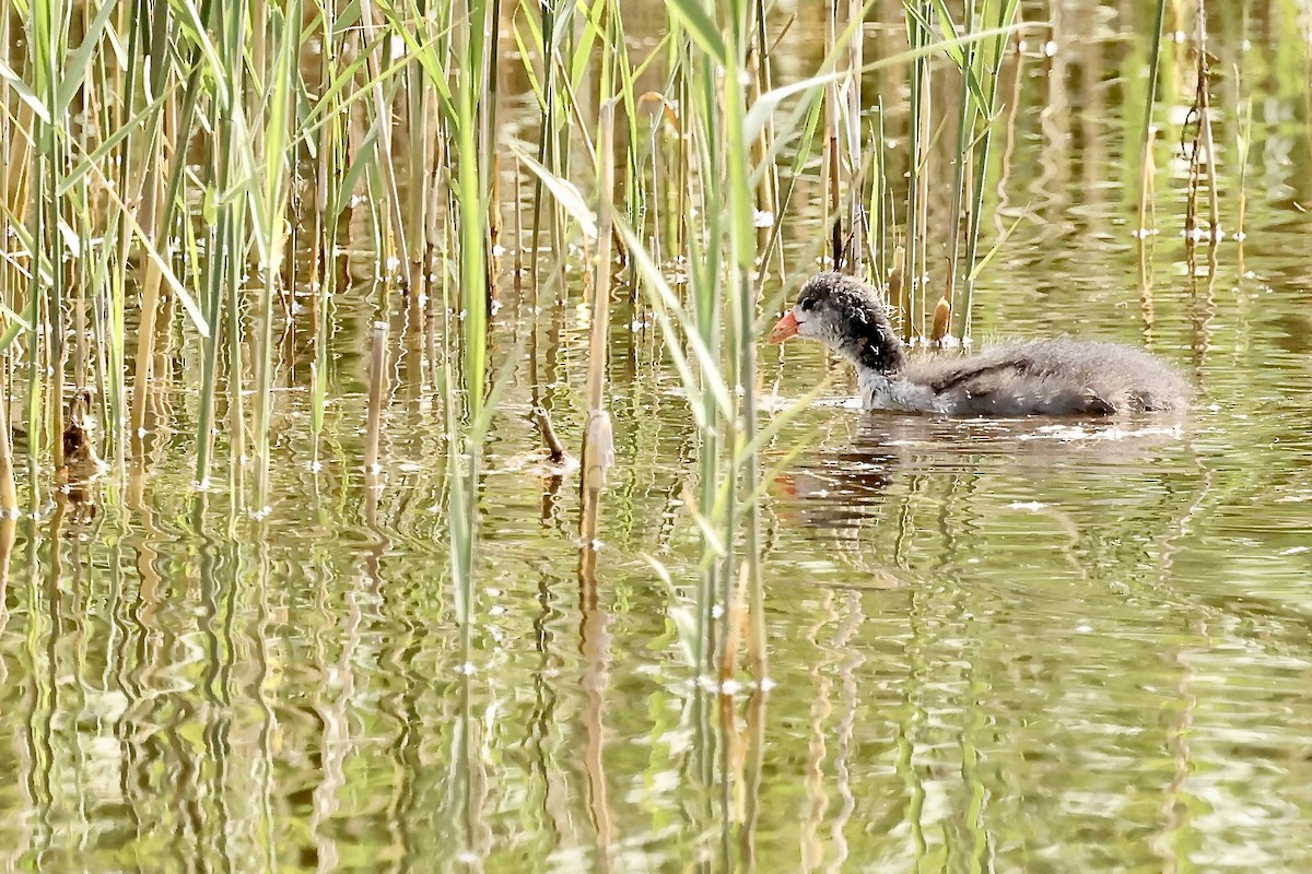 American Coot - Karen Barlow