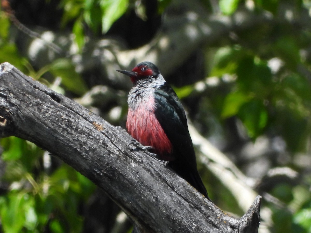 Lewis's Woodpecker - Karen Ormon