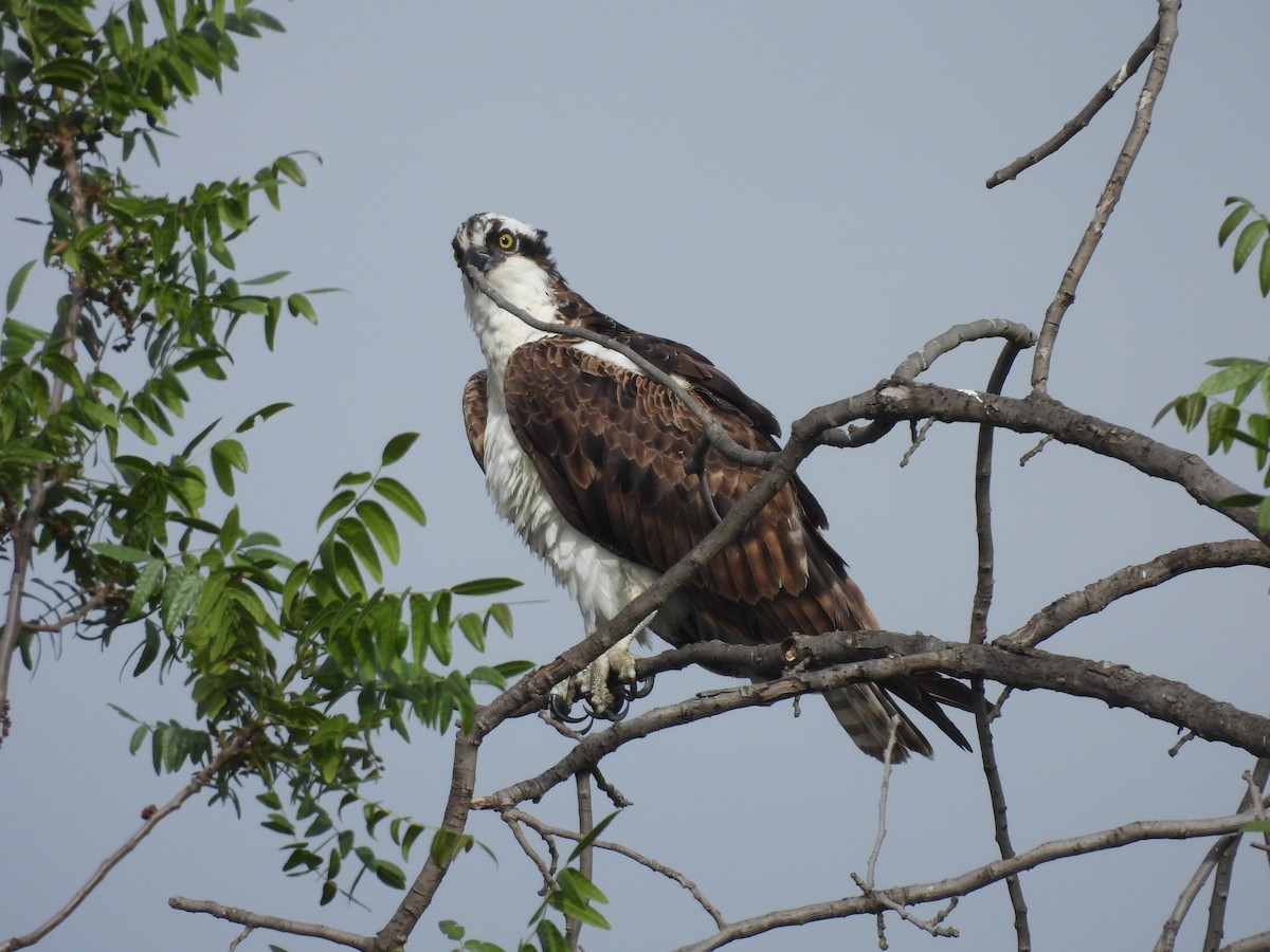 Osprey - Carolyn Willcox