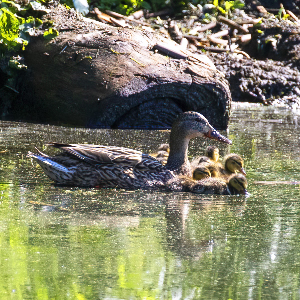 Mallard - Dan Vickers