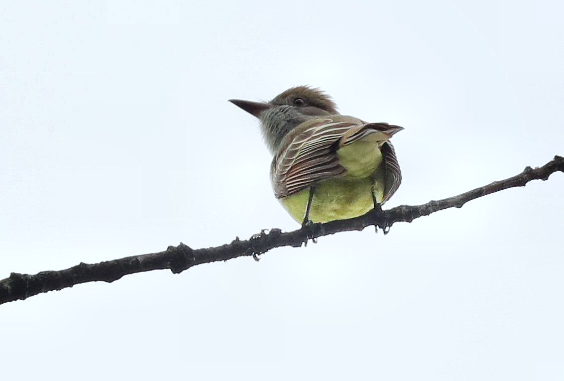 Great Crested Flycatcher - ML619584133