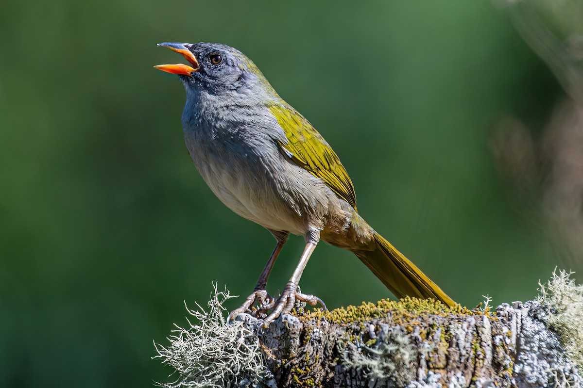 Great Pampa-Finch - Kurt Gaskill