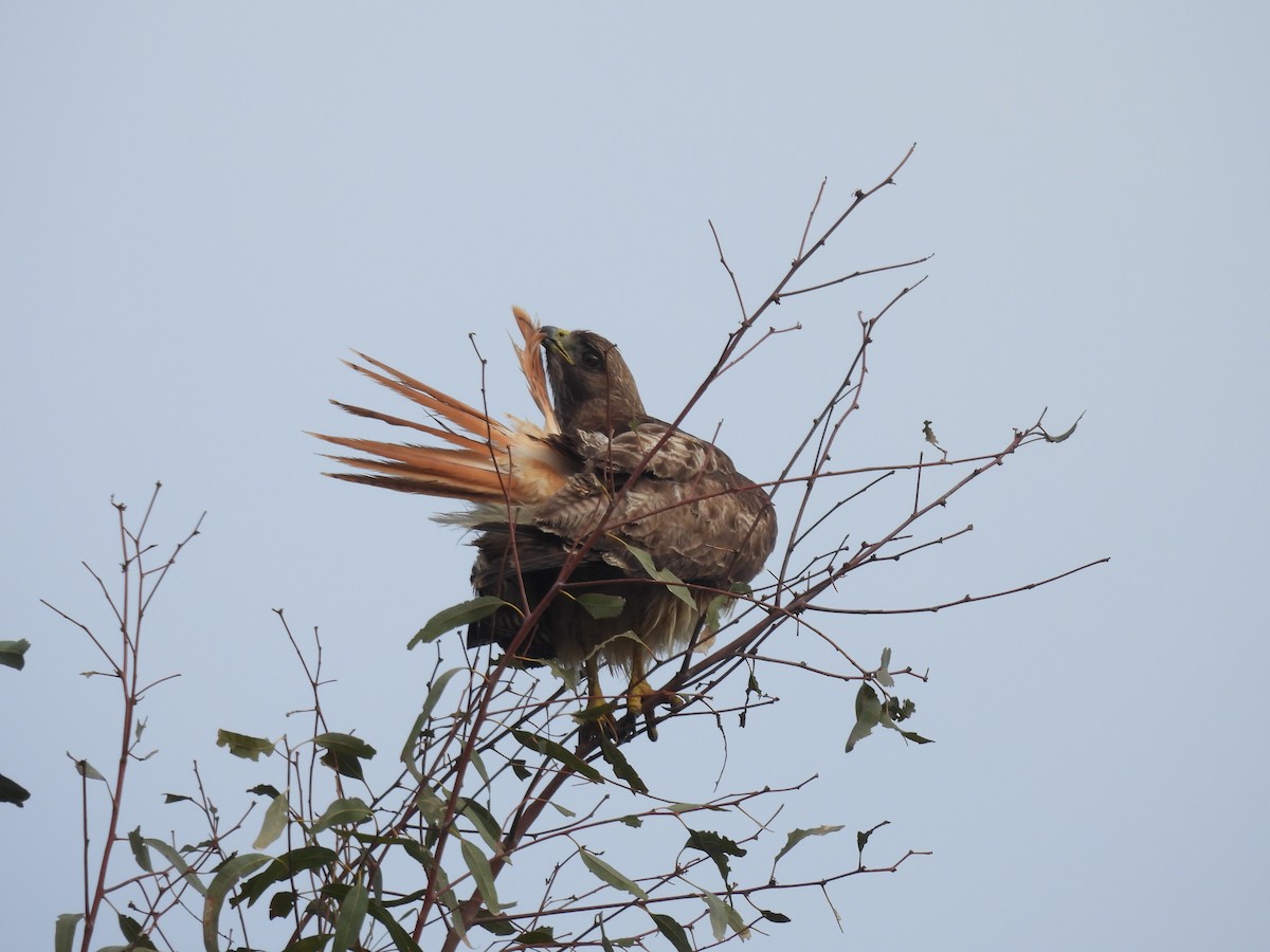 Red-tailed Hawk - Carolyn Willcox