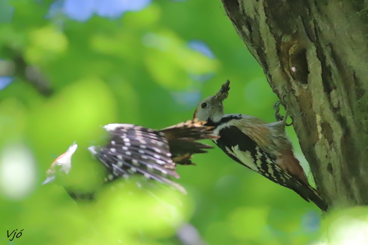 Middle Spotted Woodpecker - Lluís Vilamajó