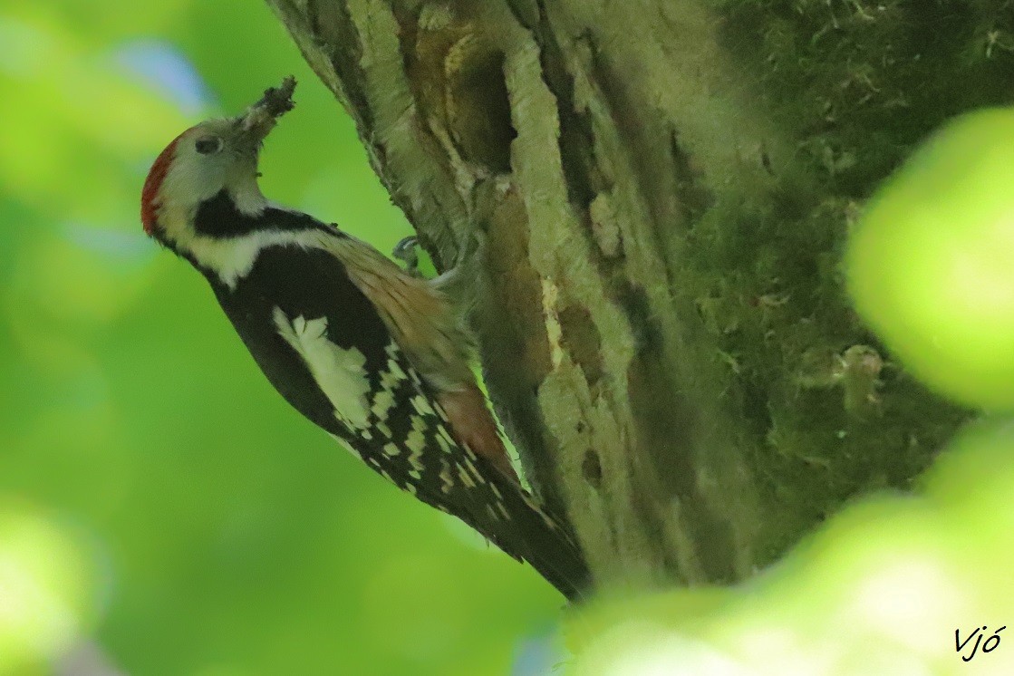 Middle Spotted Woodpecker - Lluís Vilamajó