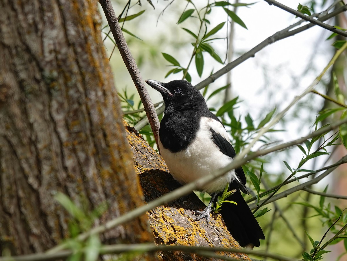 Black-billed Magpie - ML619584140