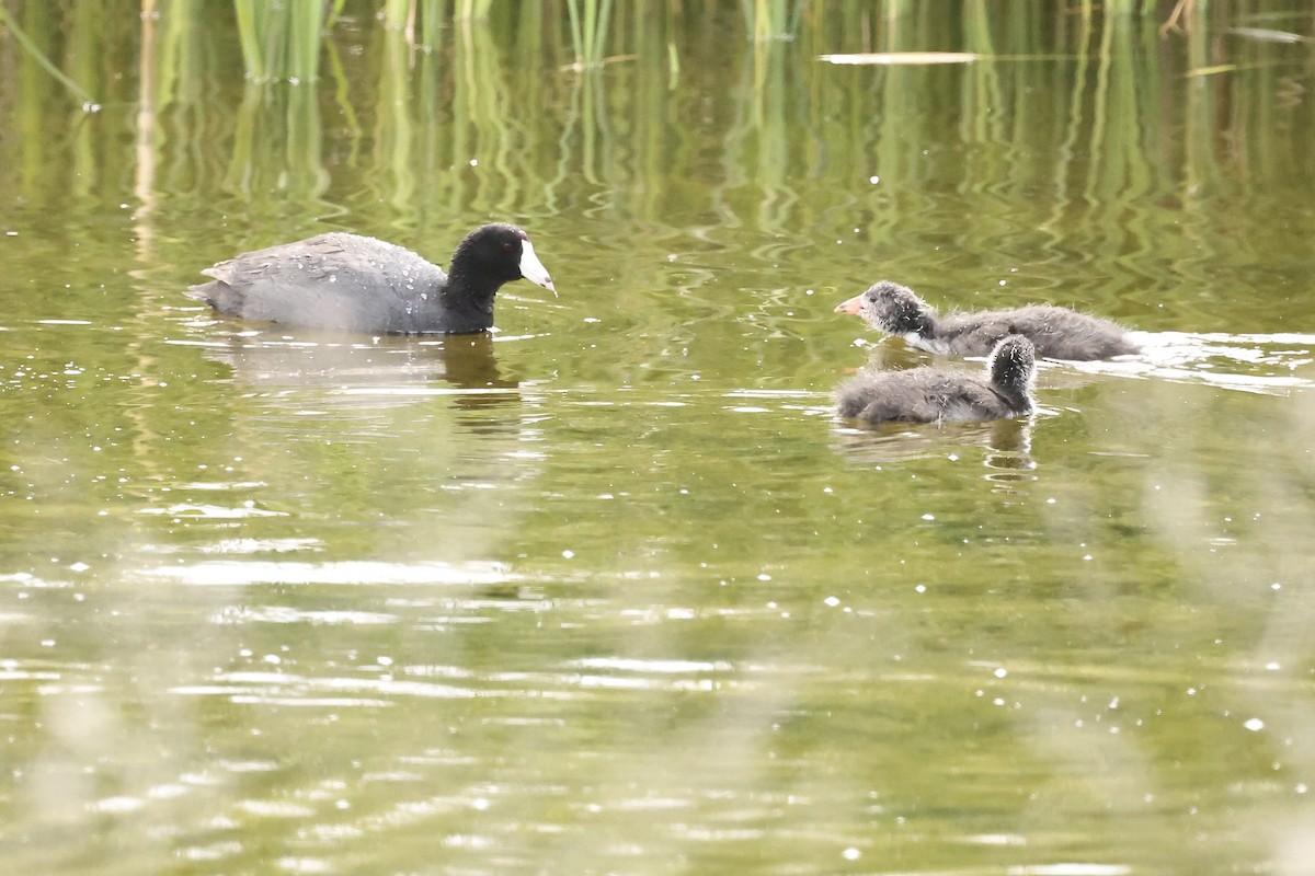 American Coot - Karen Barlow