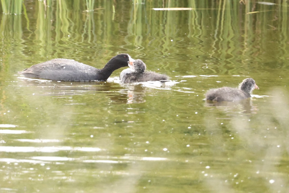 American Coot - Karen Barlow