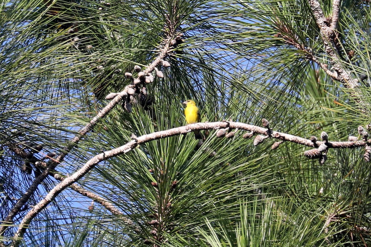 Yellow-faced Siskin - Stephen Gast