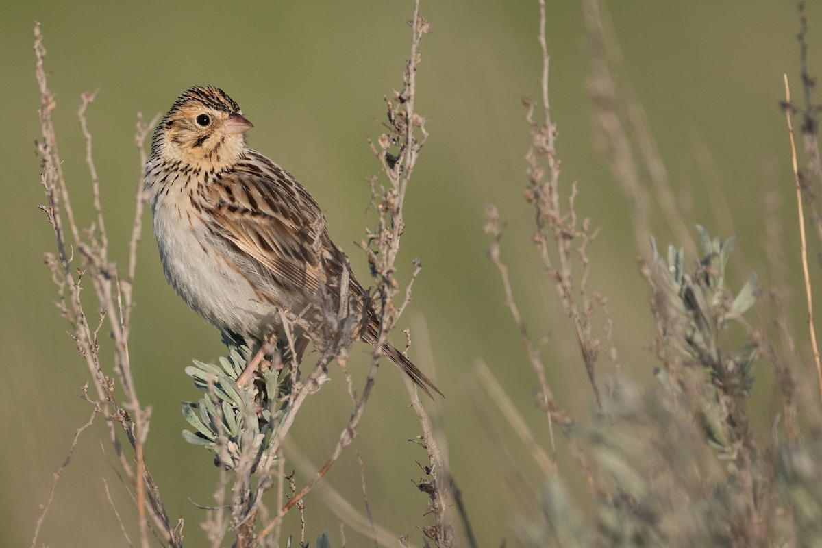 Baird's Sparrow - ML619584149