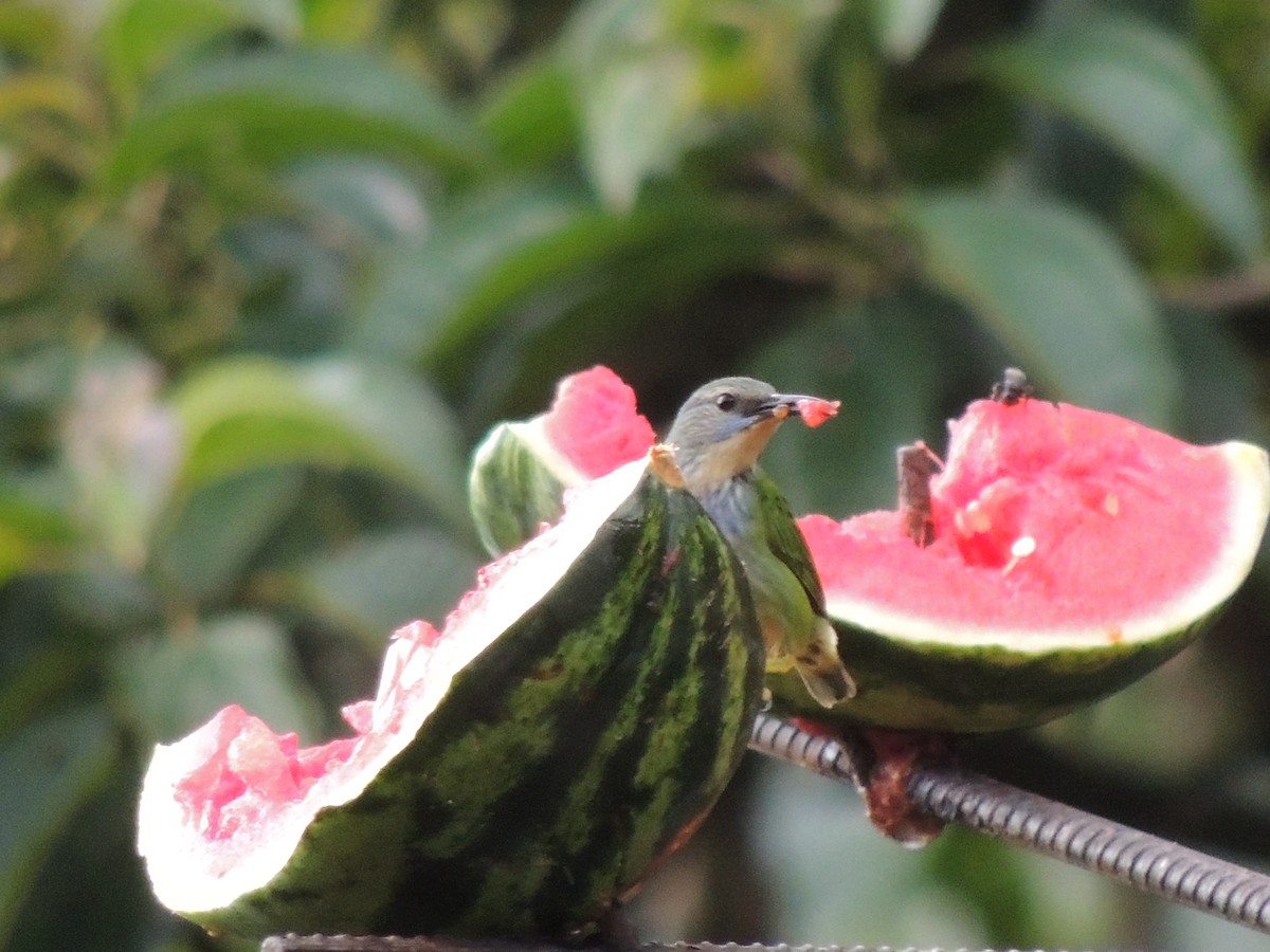 Shining Honeycreeper - Roger Lambert