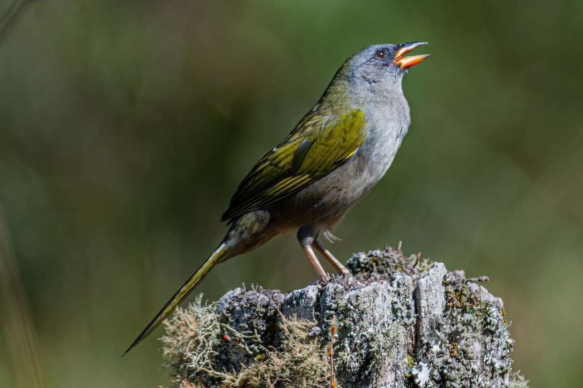 Great Pampa-Finch - Kurt Gaskill