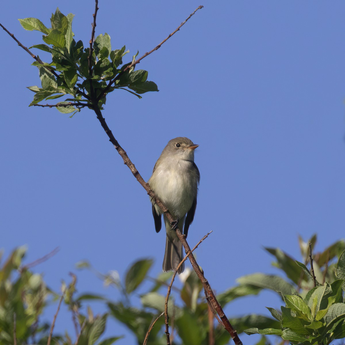 Willow Flycatcher - ML619584163