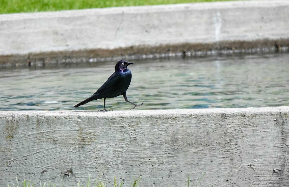 Brewer's Blackbird - Pam Vercellone-Smith