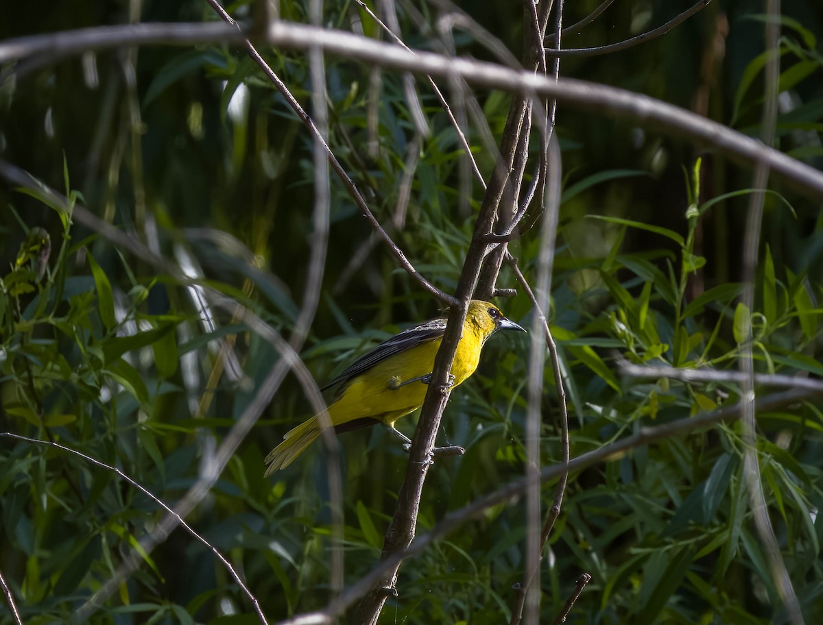 Orchard Oriole - ML619584165