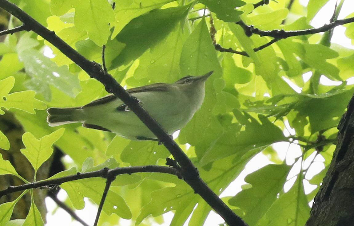 Red-eyed Vireo - Grace Green