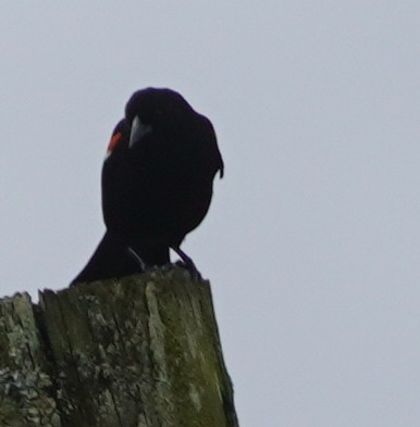 Red-winged Blackbird - John McCallister