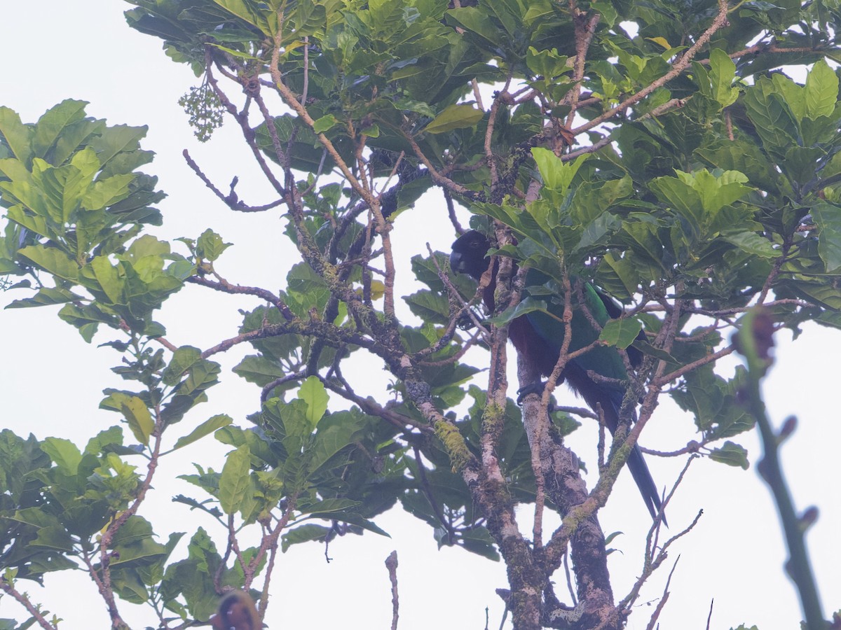 Фиджийский попугай-арлекин - ML619584174