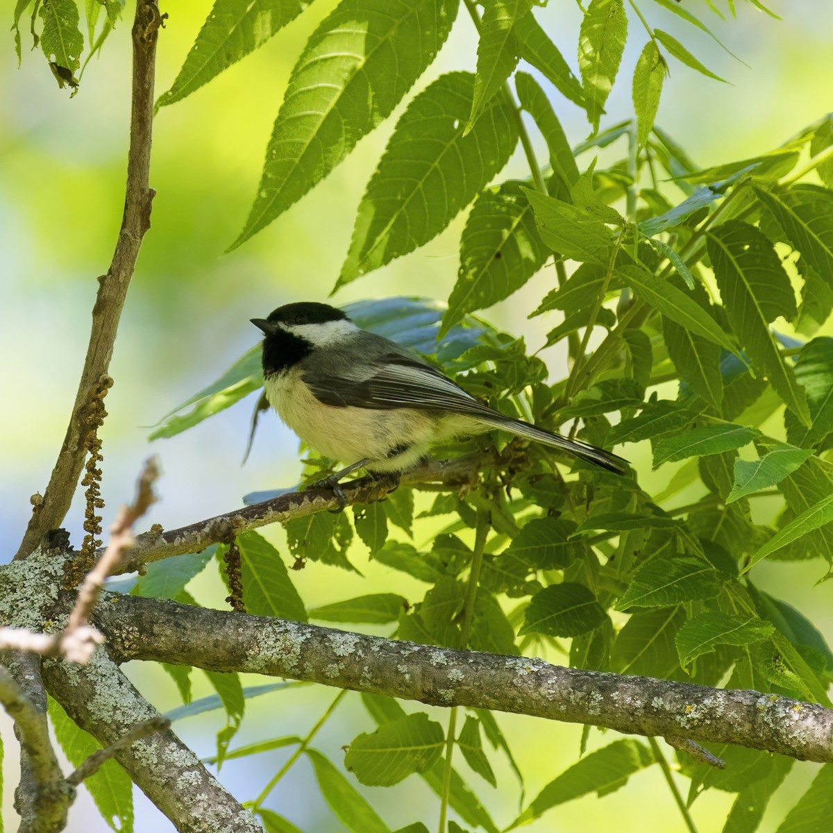 Black-capped Chickadee - Dan Vickers