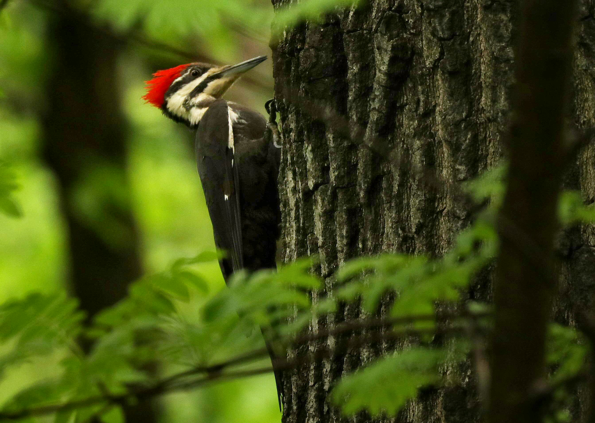 Pileated Woodpecker - Grace Green