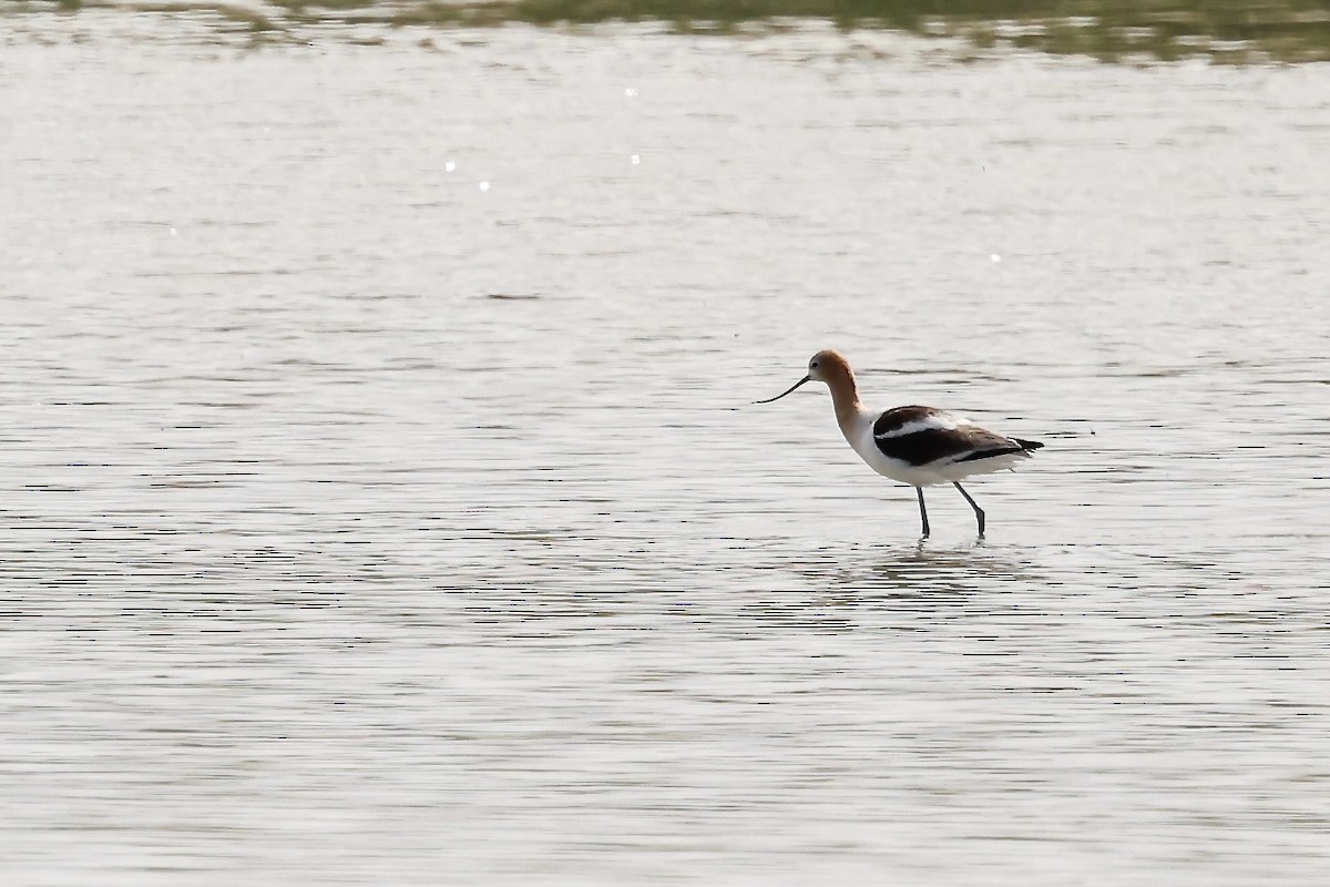 American Avocet - Karen Barlow