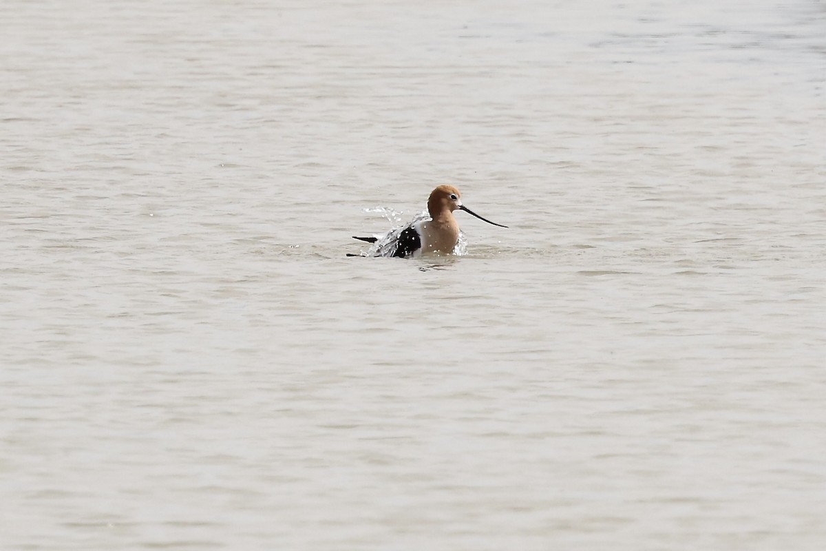 American Avocet - Karen Barlow