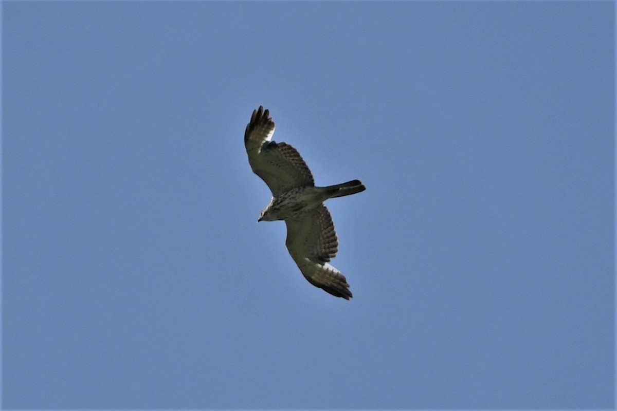 Red-tailed Hawk - ML619584188