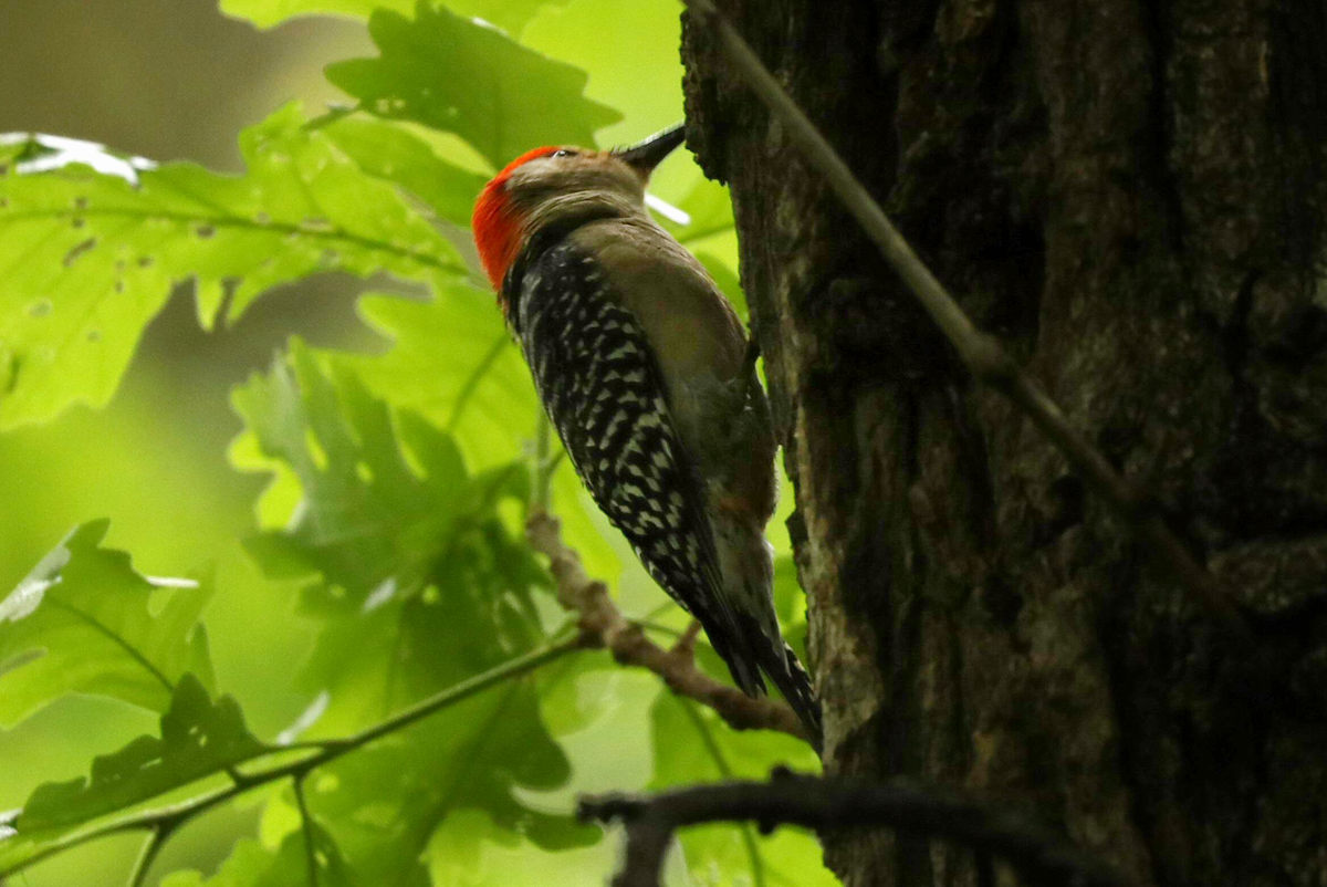 Red-bellied Woodpecker - Grace Green