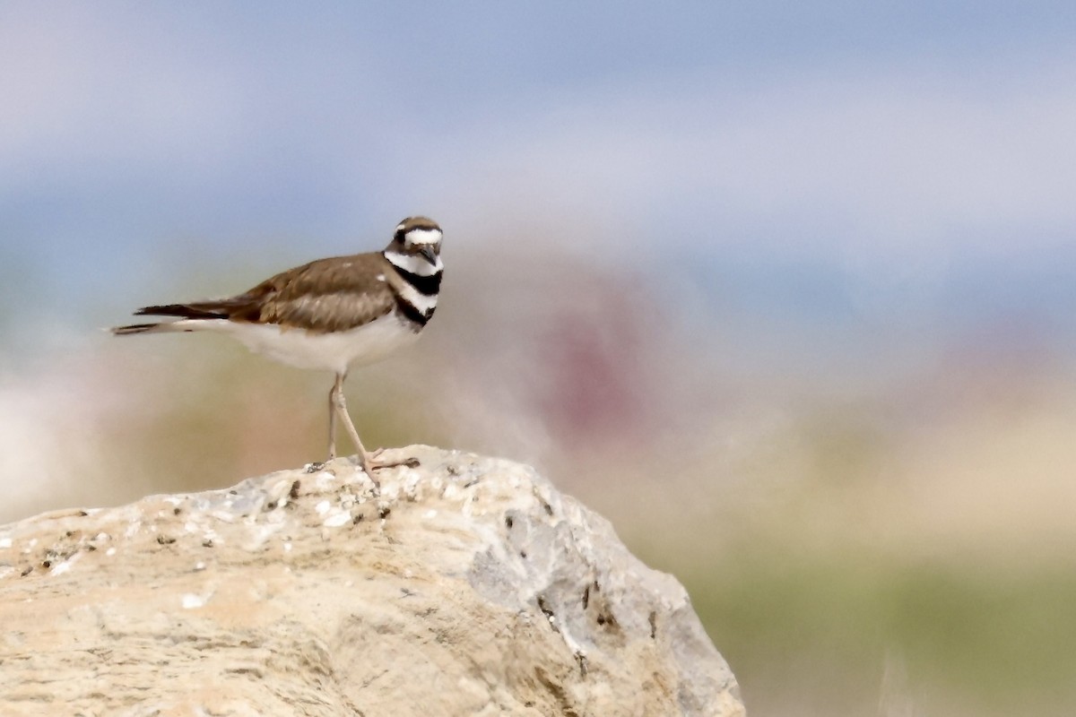 Killdeer - Karen Barlow