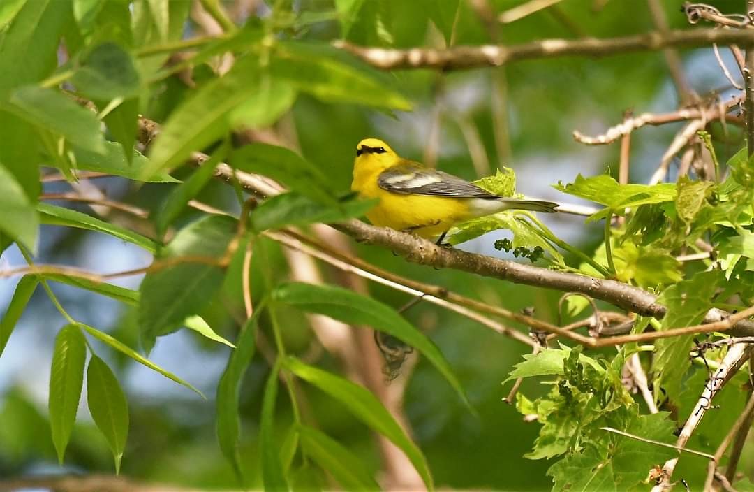 Blue-winged Warbler - Marcia Suchy