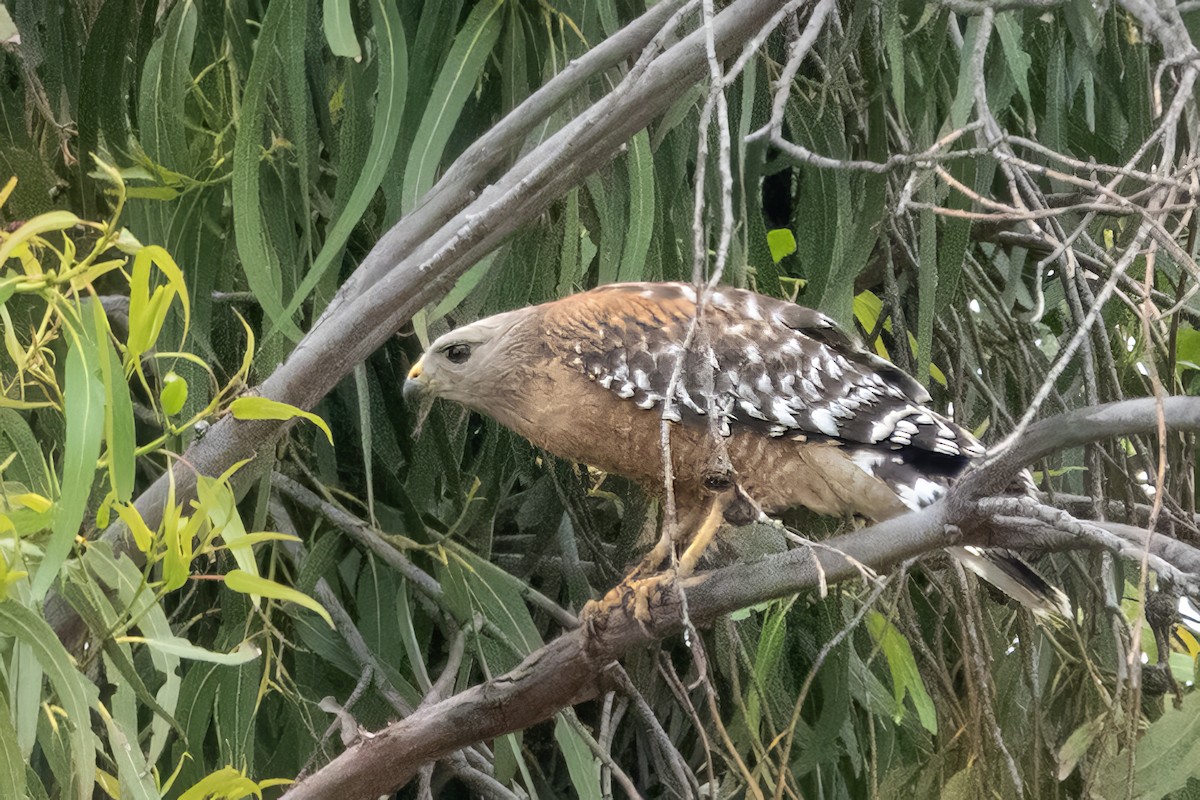 Red-shouldered Hawk - Mary Ann Robertson