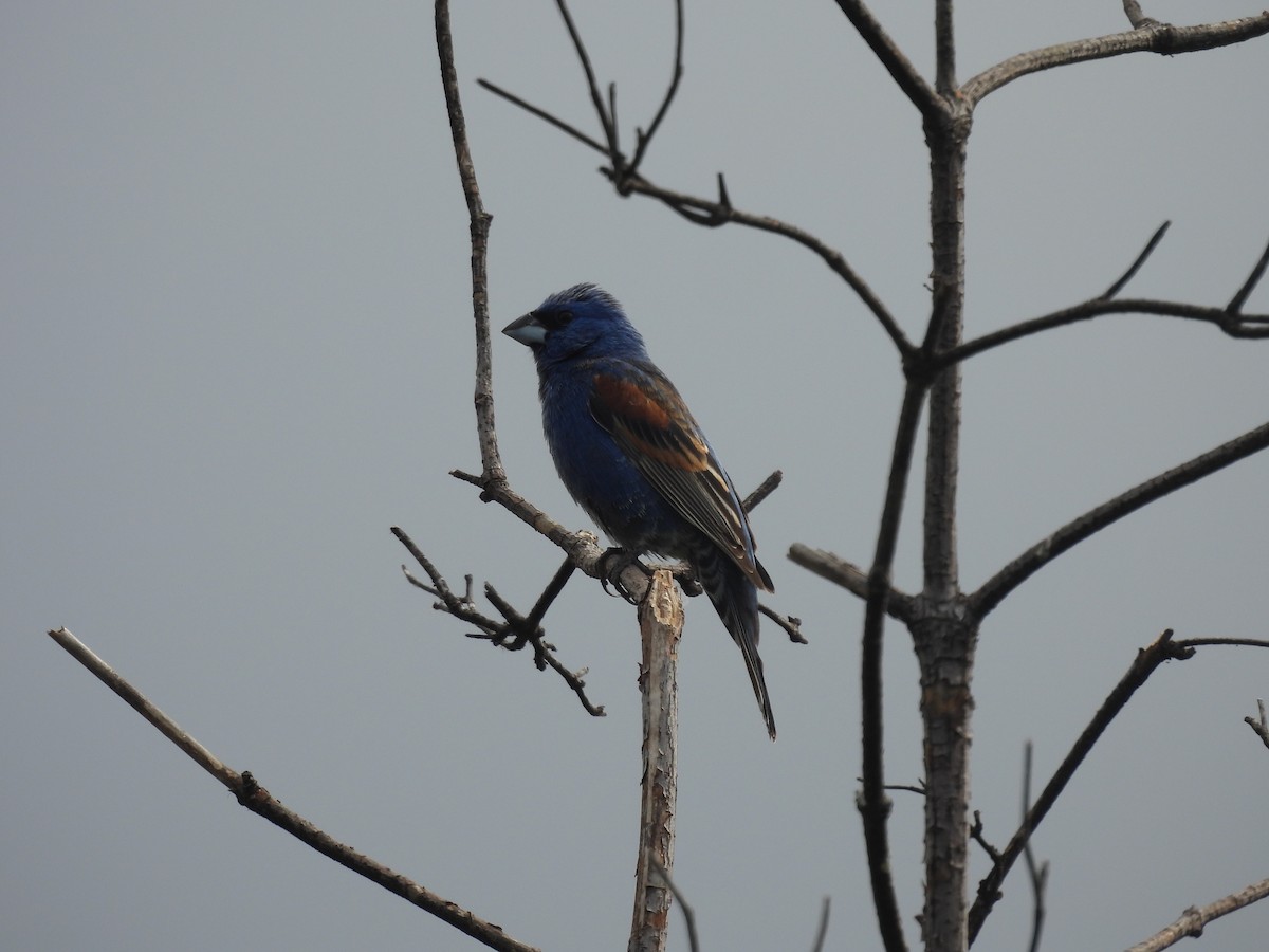 Blue Grosbeak - Carolyn Willcox