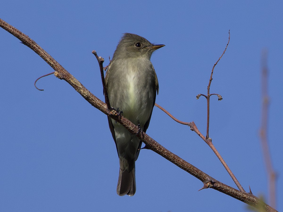 Western Wood-Pewee - Dave Prentice