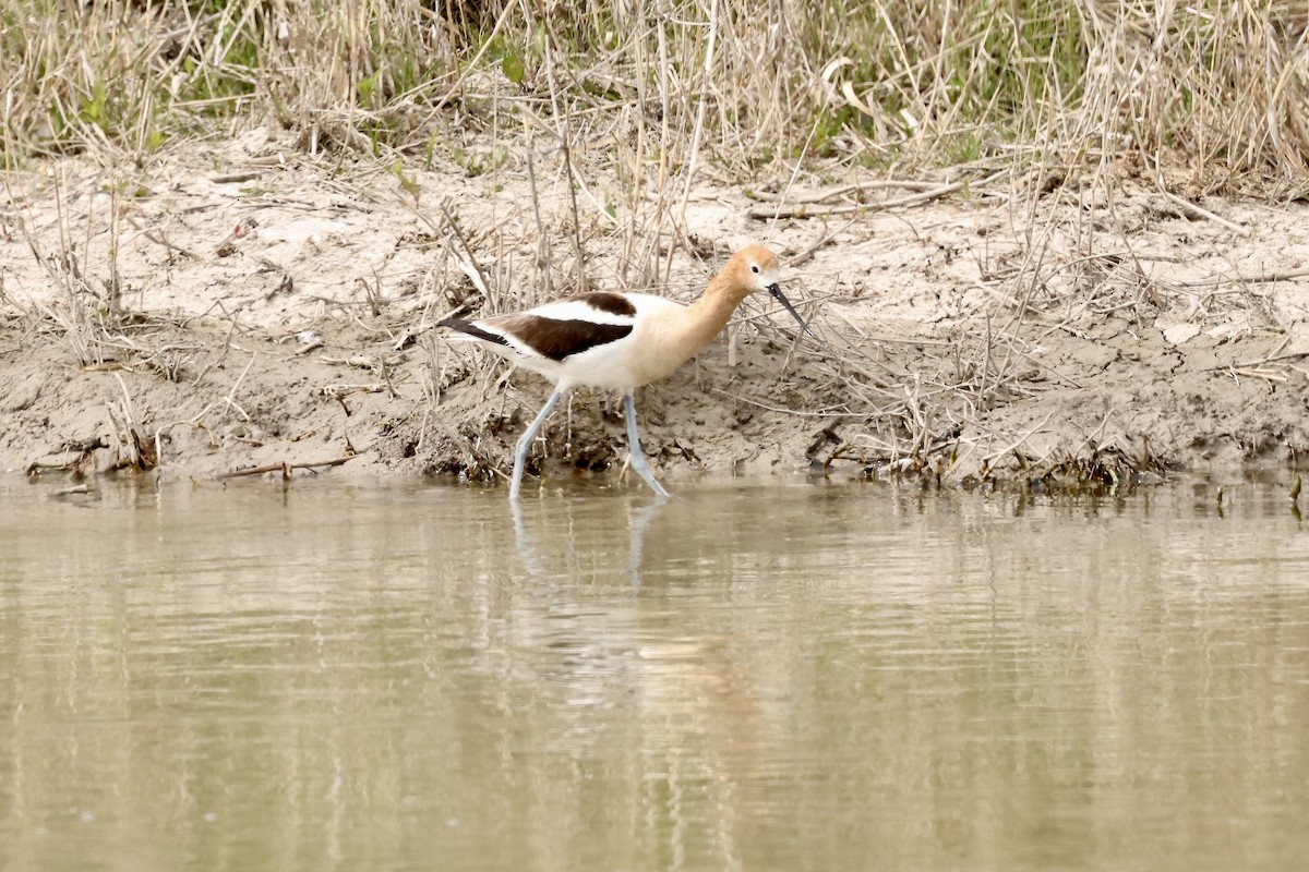 American Avocet - Karen Barlow