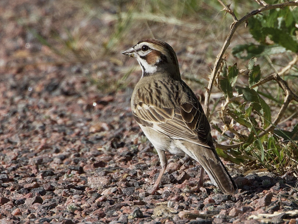 Lark Sparrow - Dave Prentice