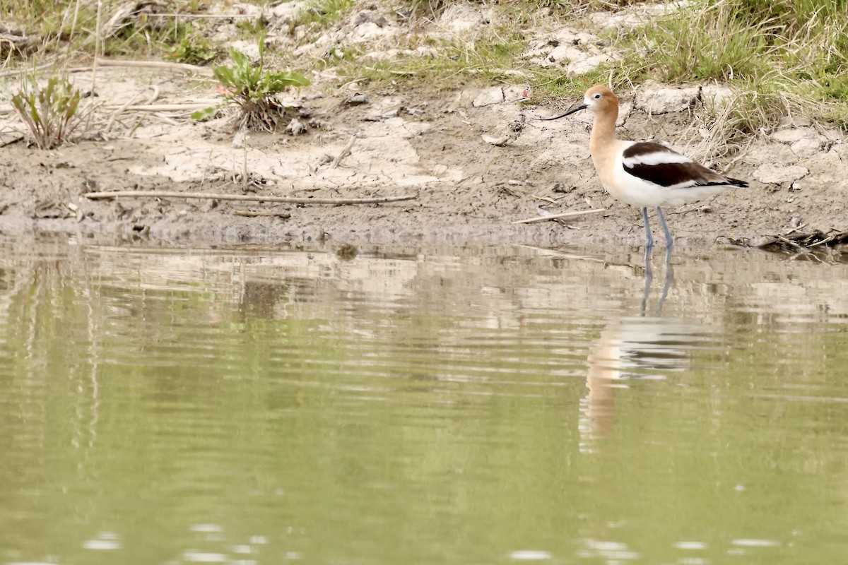 American Avocet - Karen Barlow