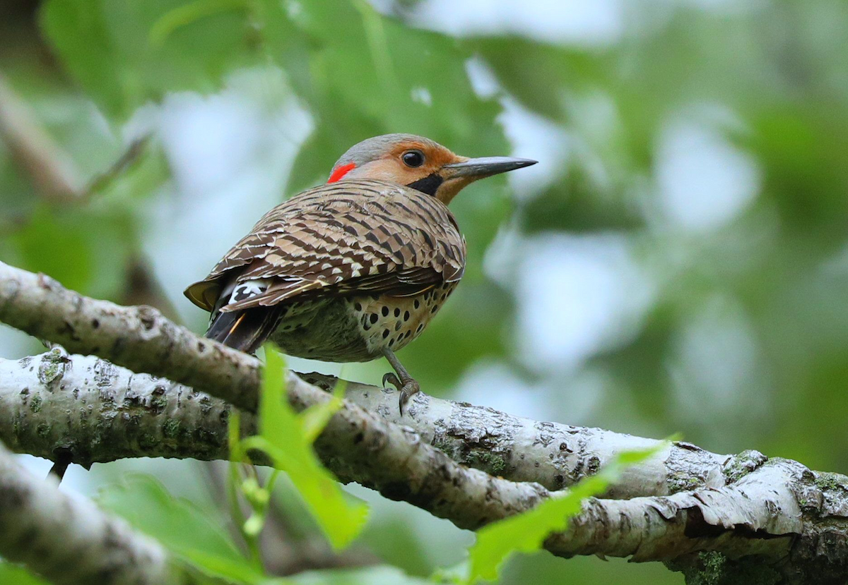 Northern Flicker - Grace Green