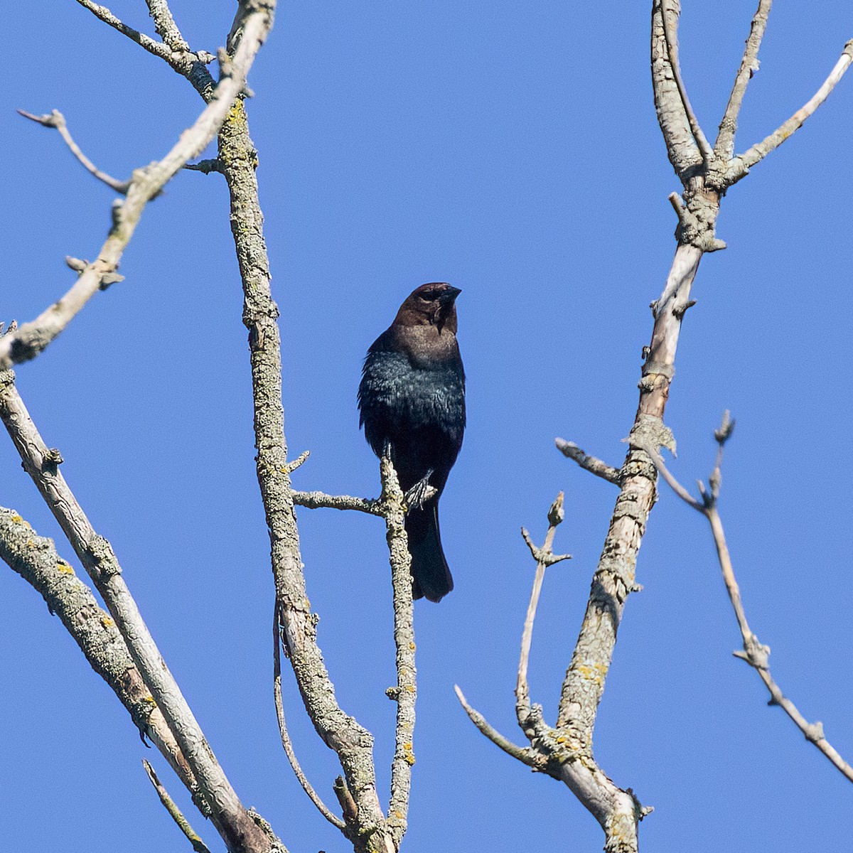 Brown-headed Cowbird - Dan Vickers