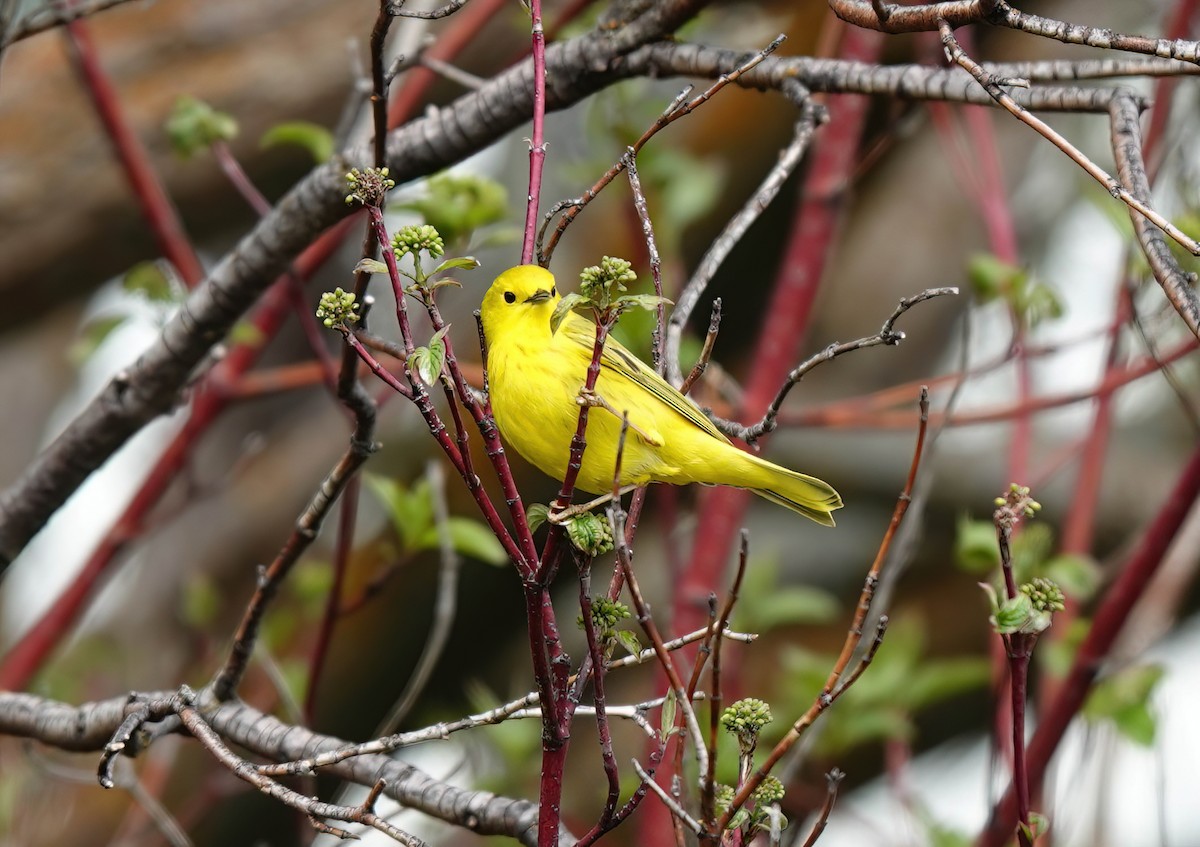 Yellow Warbler - Pam Vercellone-Smith